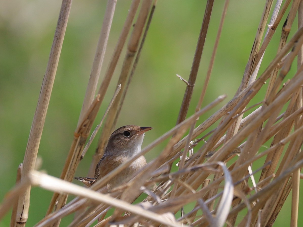 Sedge Wren - ML618961736