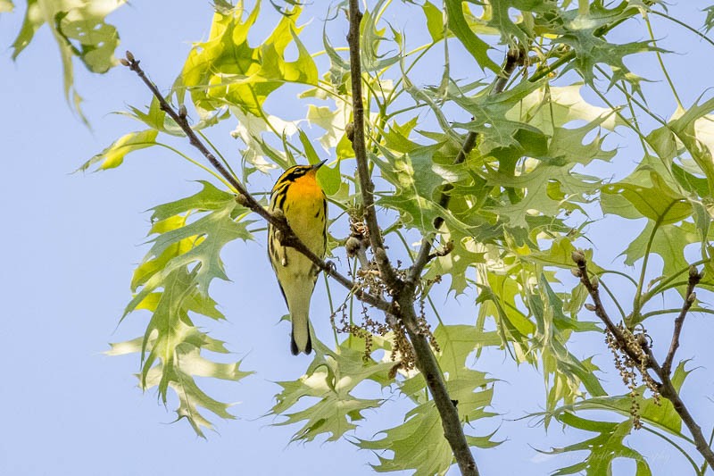 Blackburnian Warbler - Chris  Sprik