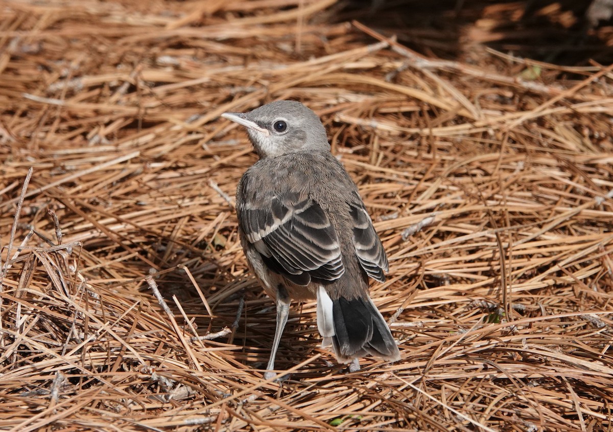 Northern Mockingbird - ML618961768