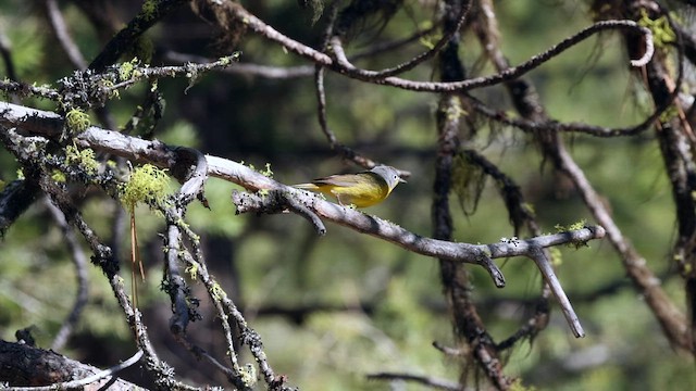 Nashville Warbler - ML618961773