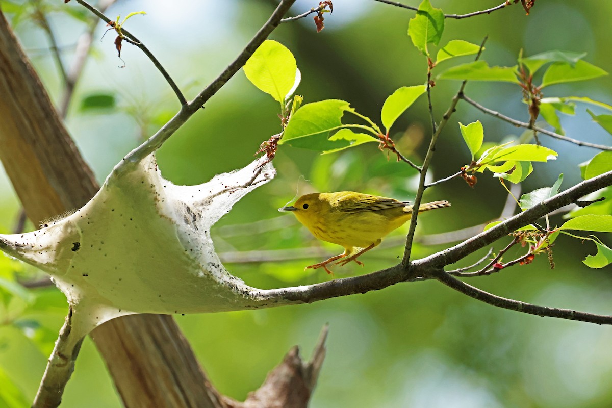 Yellow Warbler - ML618961781