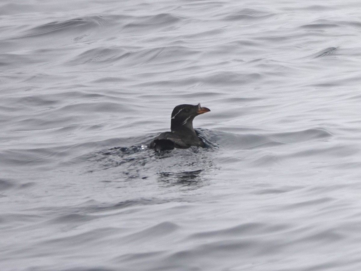 Rhinoceros Auklet - Norman Uyeda