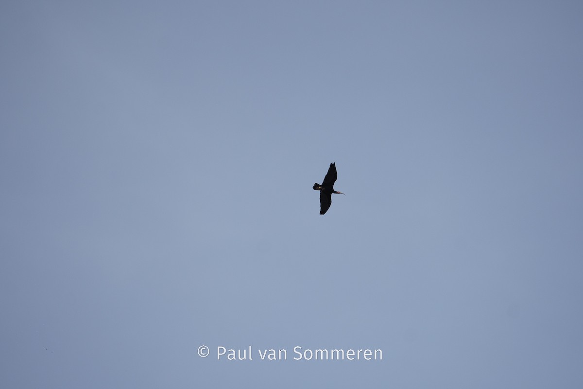 Northern Bald Ibis - Paul van Sommeren