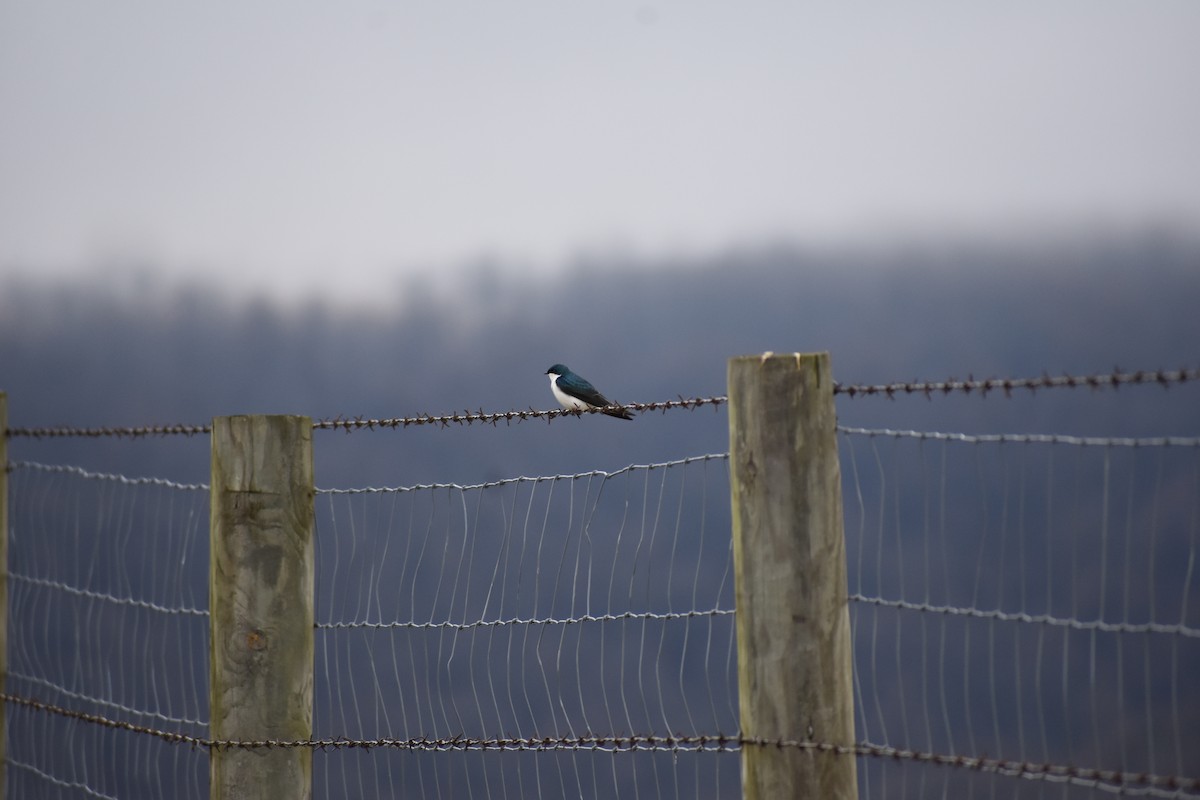 Tree Swallow - ML618961791