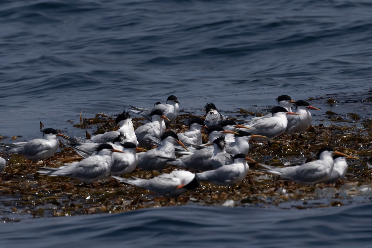 Elegant Tern - Ted Keyel