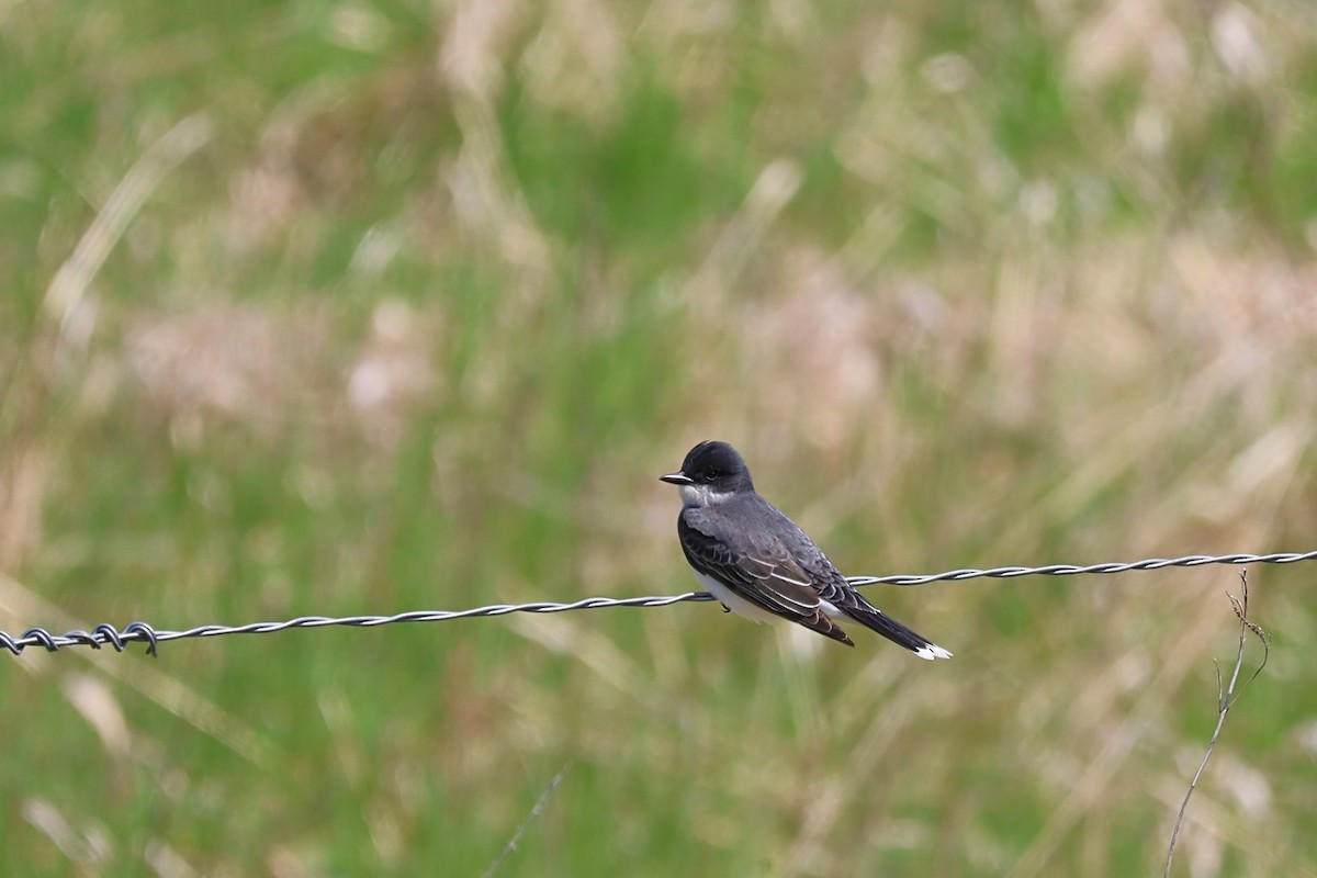 Eastern Kingbird - ML618961806