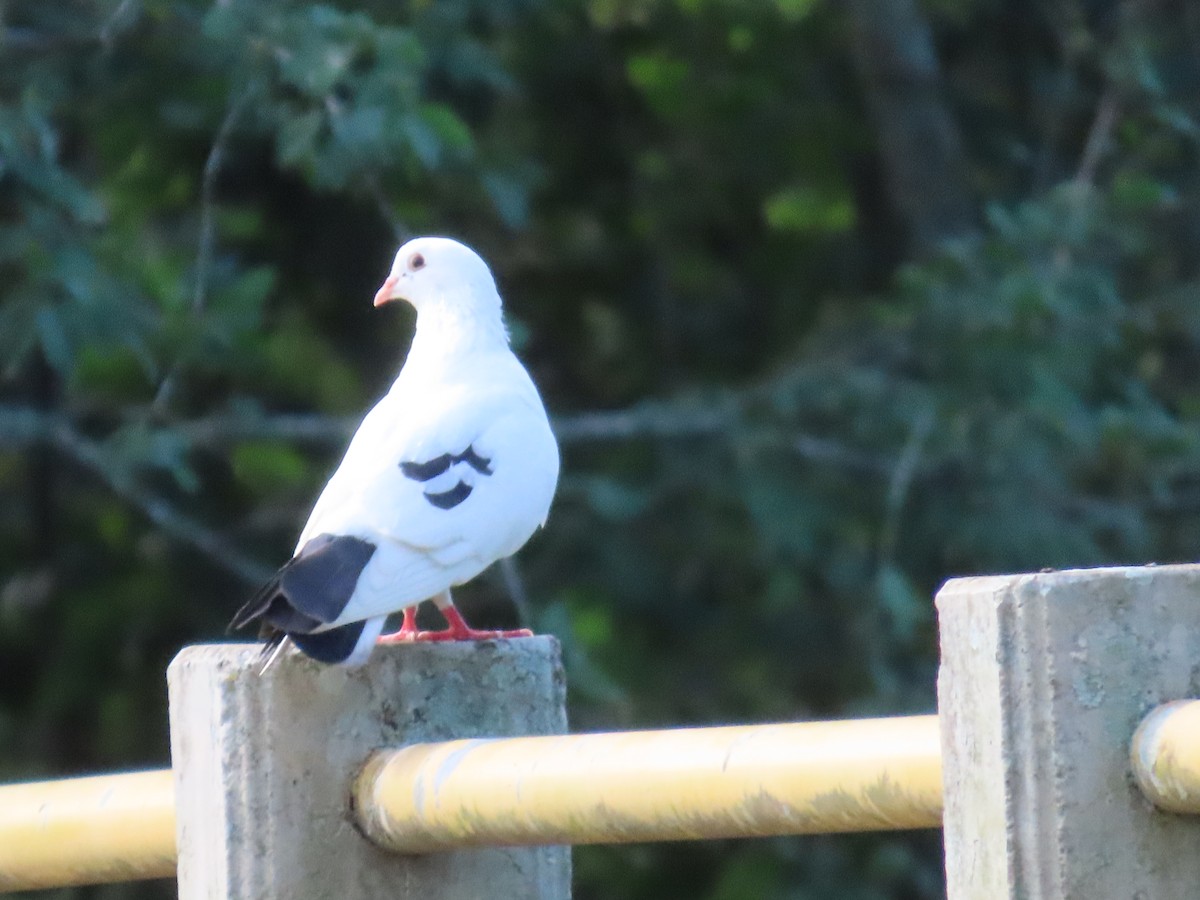 Rock Pigeon (Feral Pigeon) - Manuel Franco