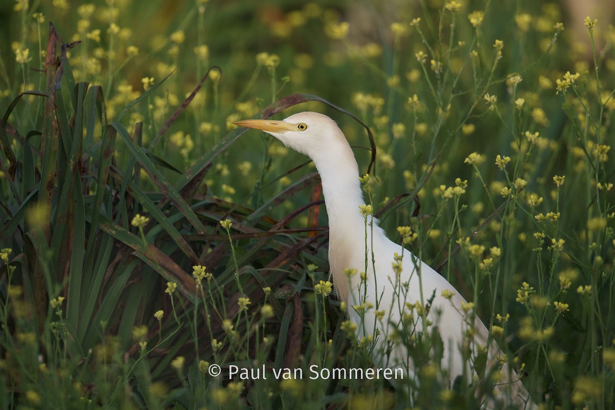Western Cattle Egret - Paul van Sommeren