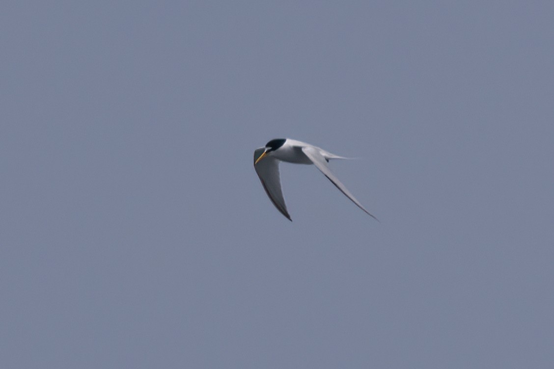 Least Tern - ML618961824