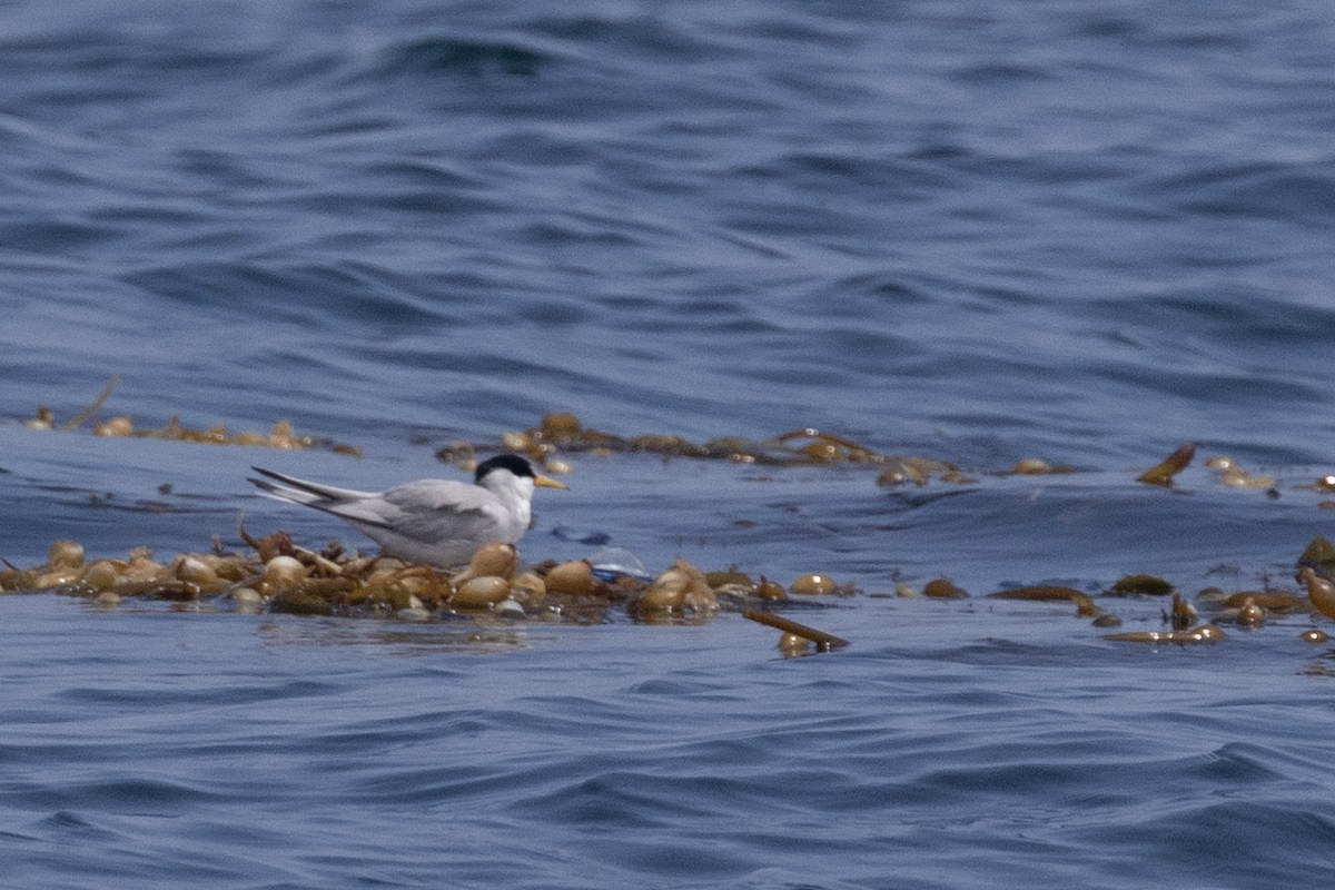 Least Tern - ML618961827