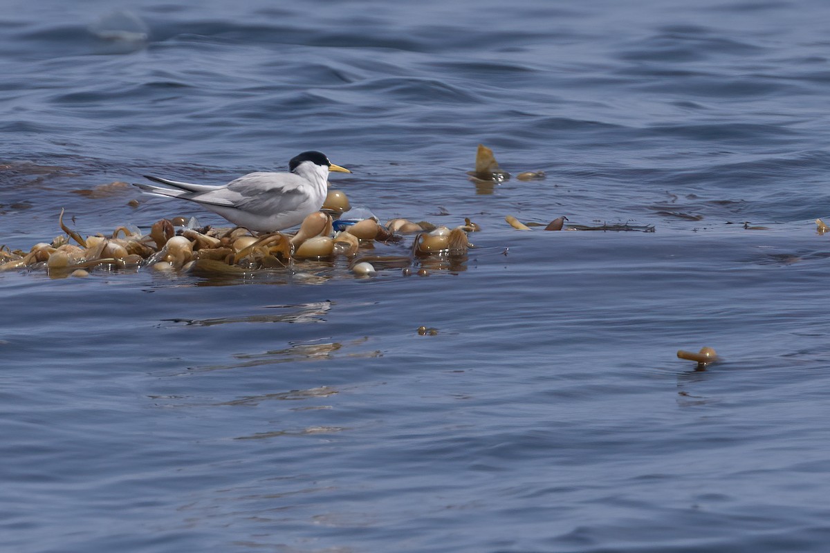 Least Tern - ML618961829