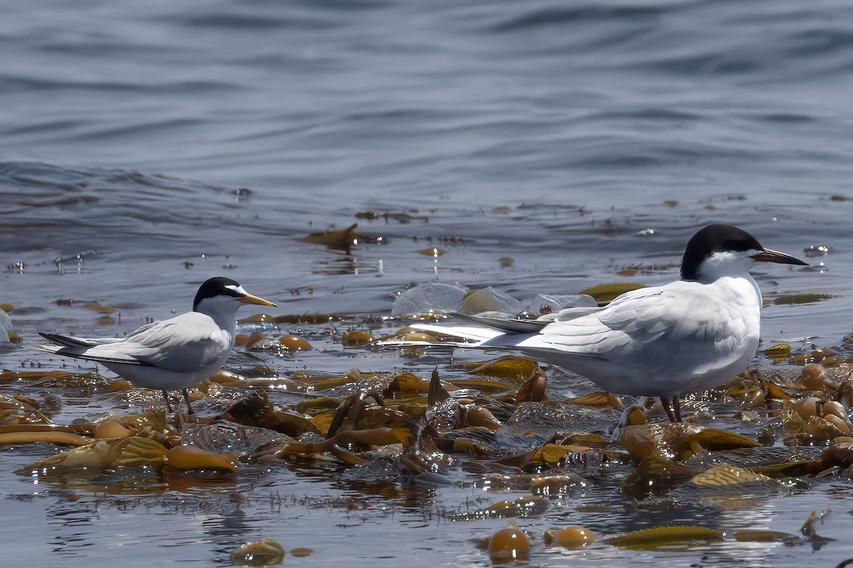 Least Tern - ML618961831