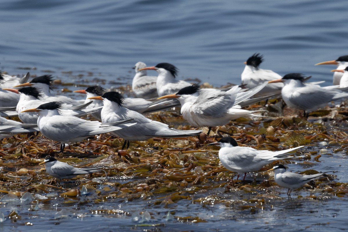 Least Tern - ML618961832