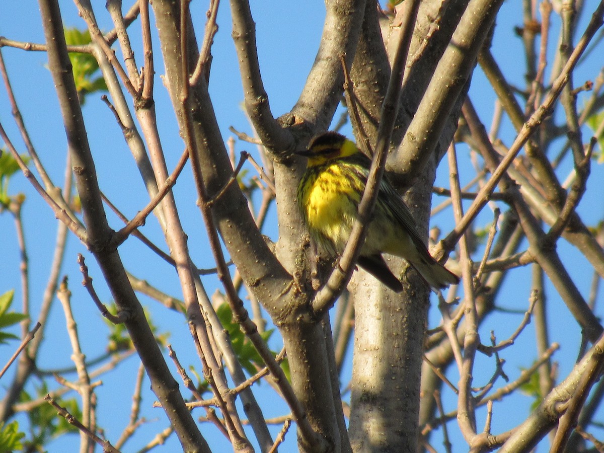 Cape May Warbler - Allison Kluver