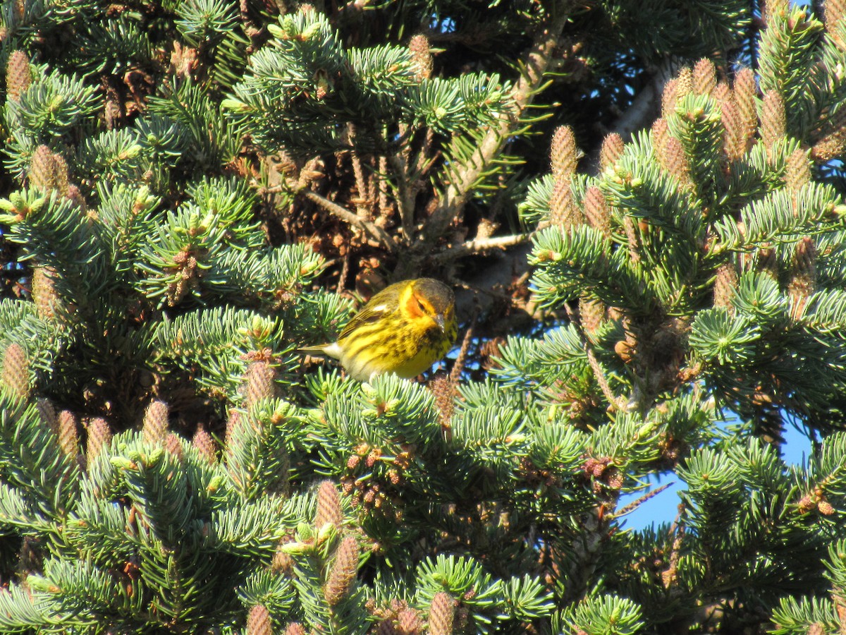 Cape May Warbler - Allison Kluver