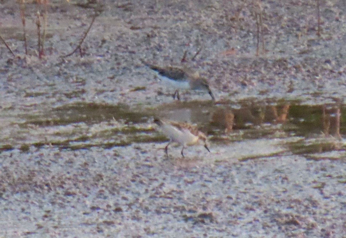 White-rumped Sandpiper - ML618961842