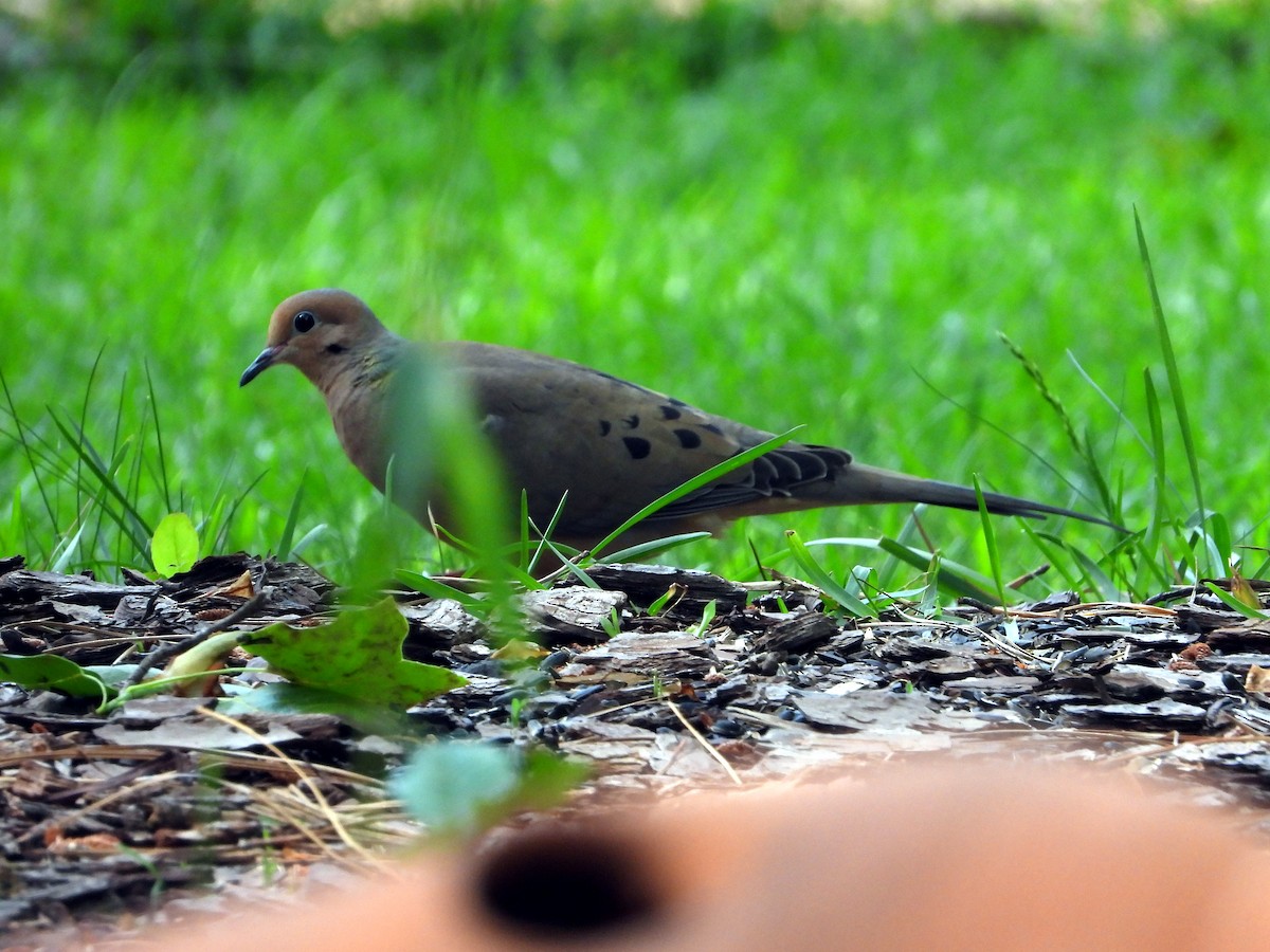 Mourning Dove - Roy Cochrun