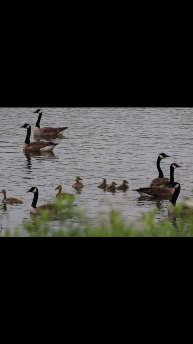 Canada Goose - Bro Co.