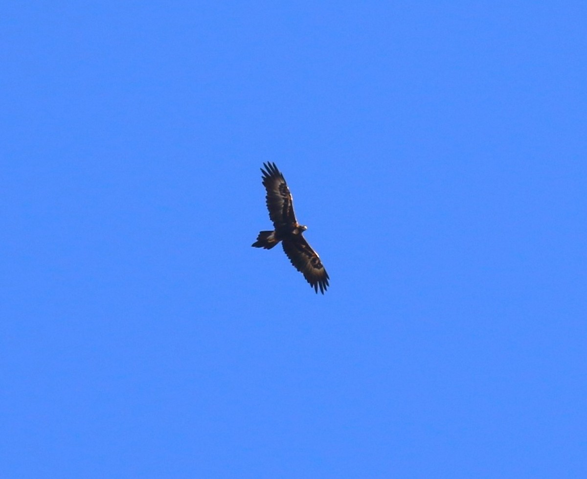 Wedge-tailed Eagle - ML618961864