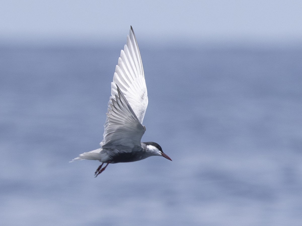 Whiskered Tern - ML618961869