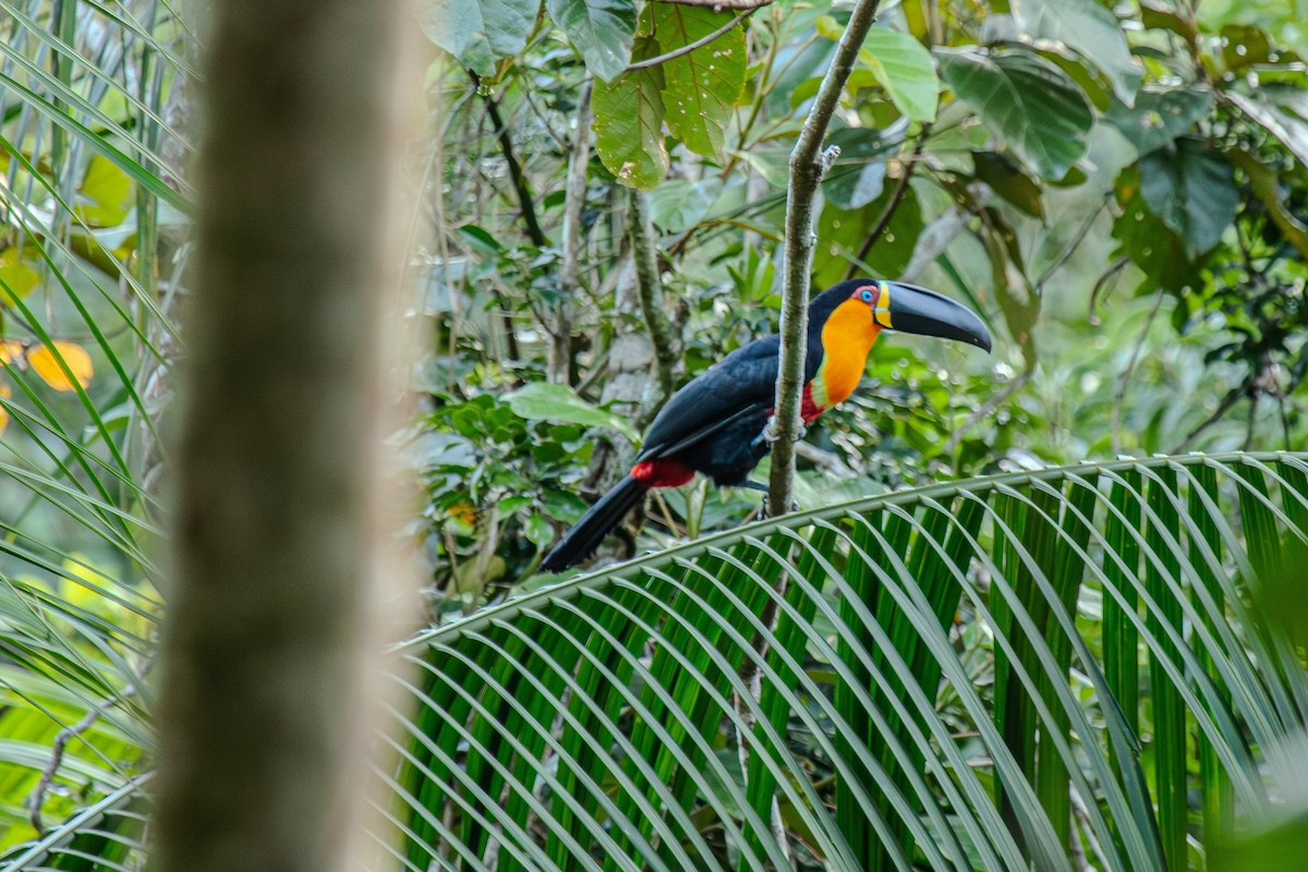 Channel-billed Toucan - Guto Magalhães