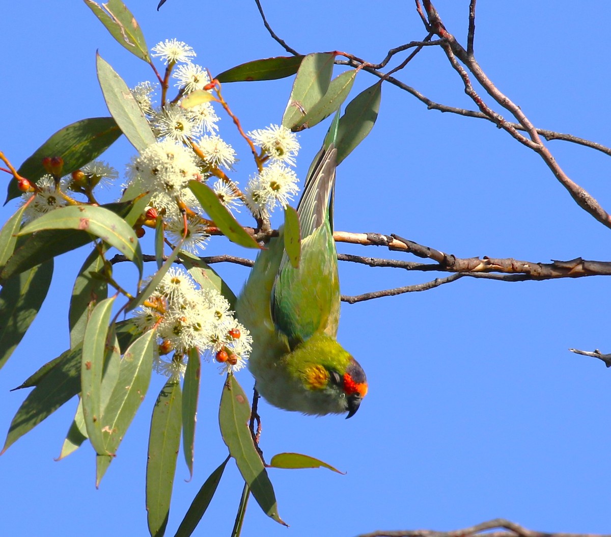 Purple-crowned Lorikeet - sean clancy