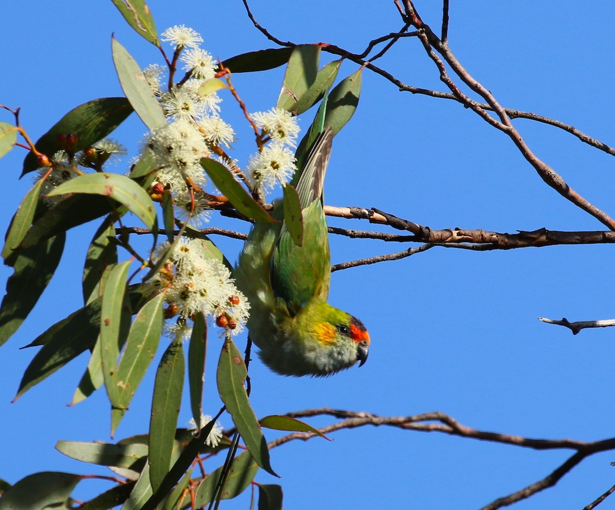 Purple-crowned Lorikeet - sean clancy