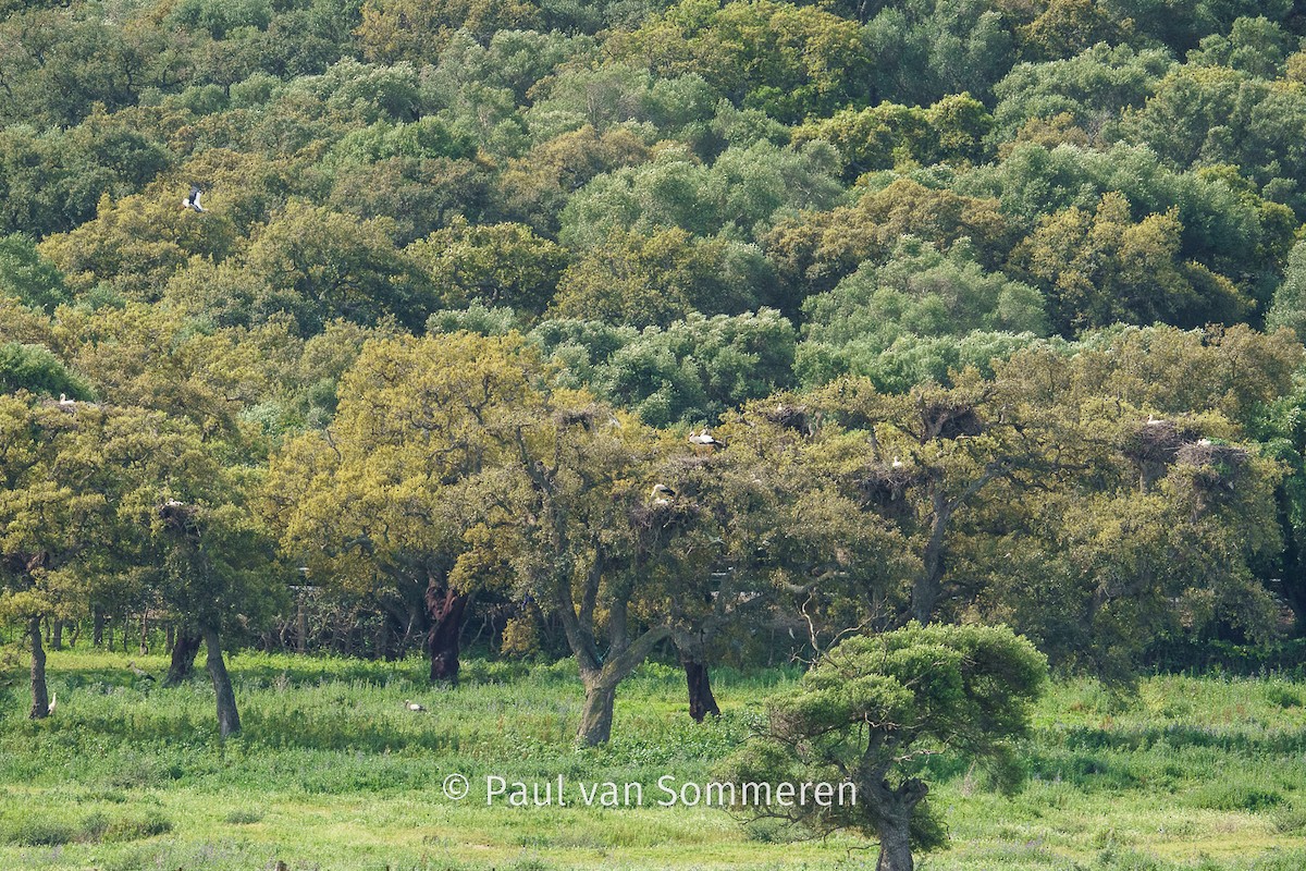 White Stork - Paul van Sommeren