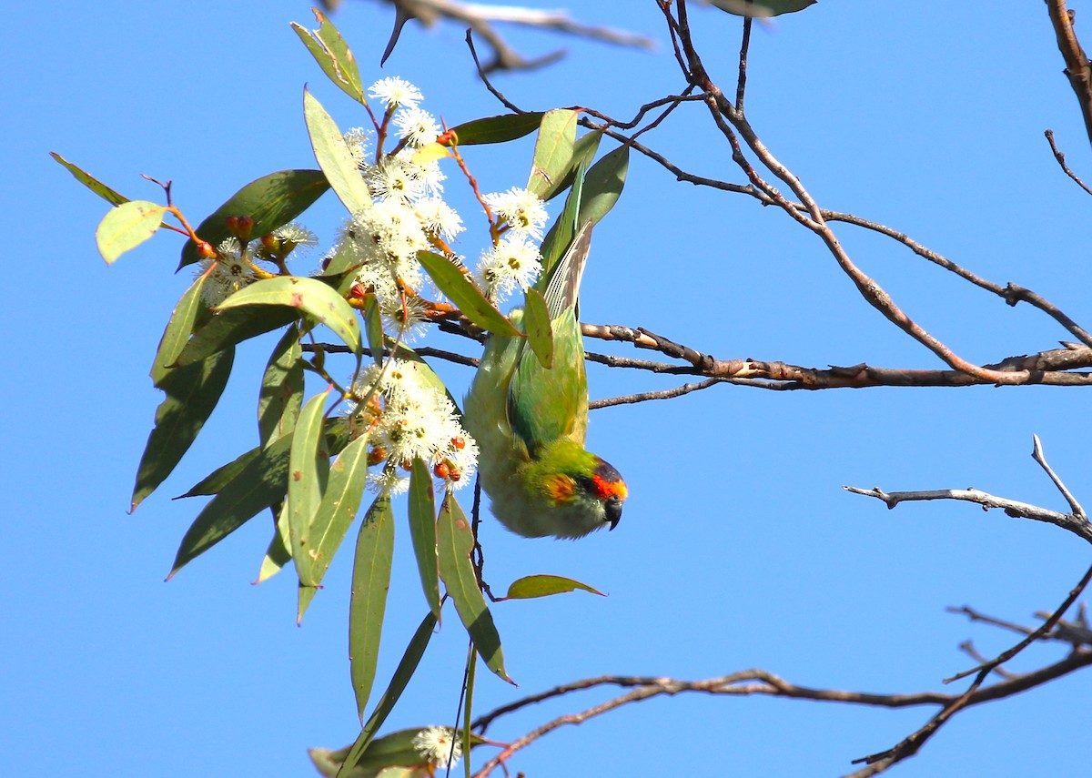 Purple-crowned Lorikeet - sean clancy