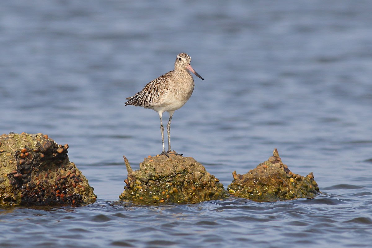 Bar-tailed Godwit - ML618961891