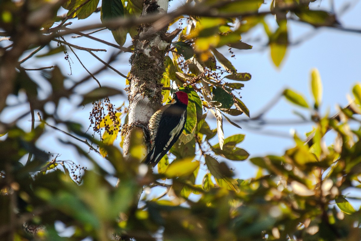 Yellow-fronted Woodpecker - Guto Magalhães