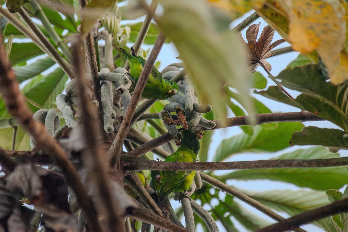 Cobalt-rumped Parrotlet - Guto Magalhães