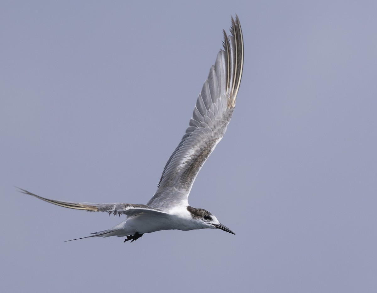 Common Tern - Charmain Ang