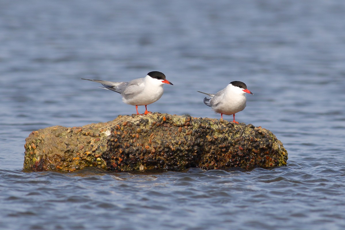 Common Tern - ML618961903