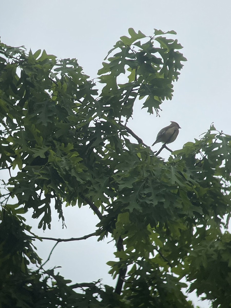 Cedar Waxwing - Jiankai Luo