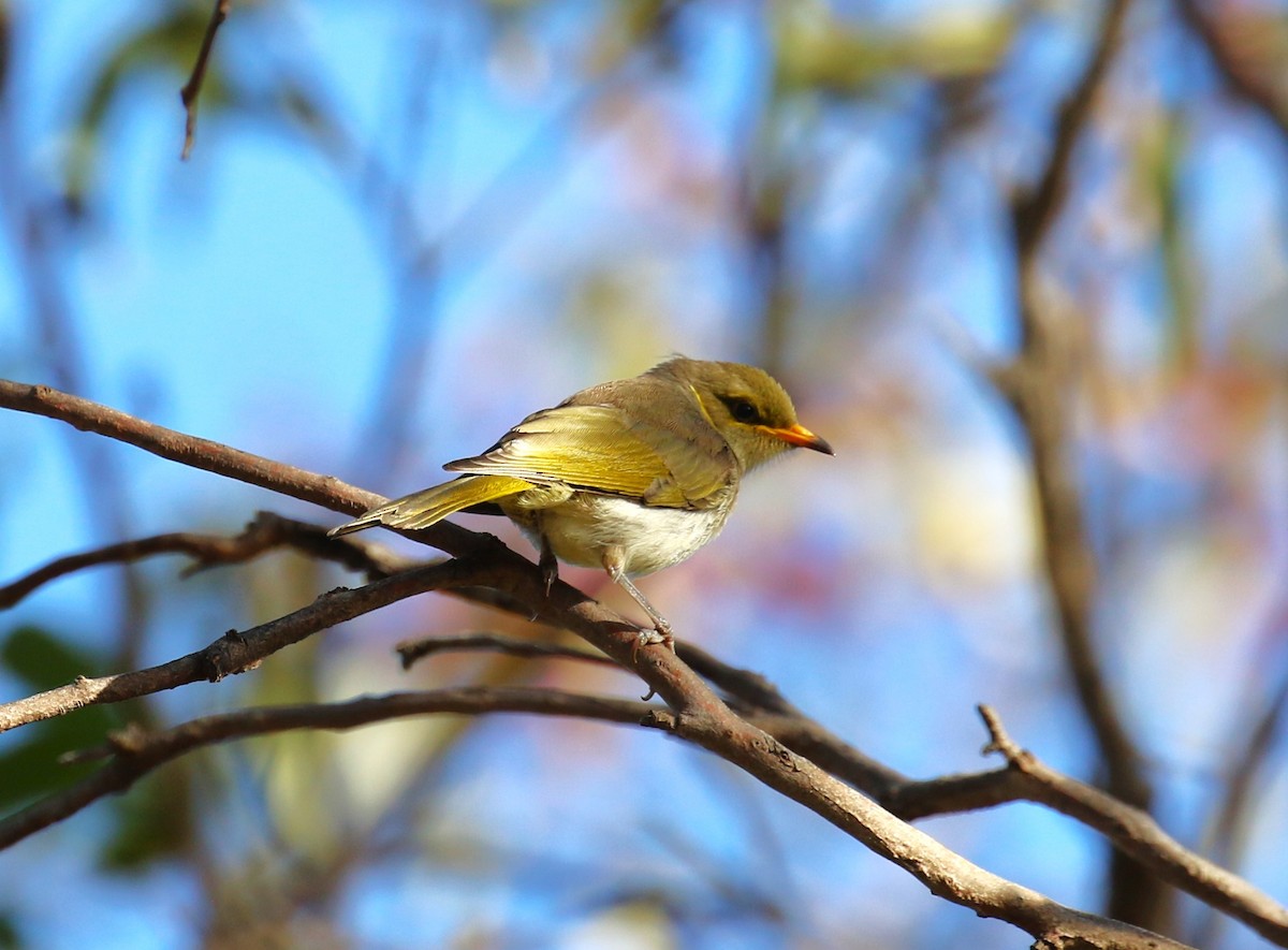 Yellow-plumed Honeyeater - sean clancy