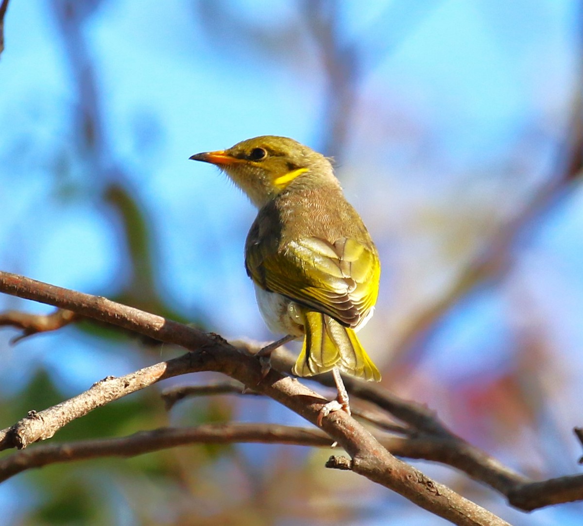 Yellow-plumed Honeyeater - ML618961913