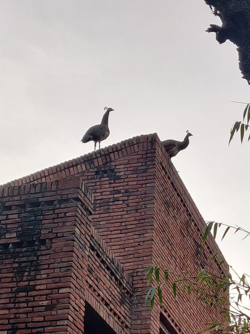 Indian Peafowl - Abhay Sharma