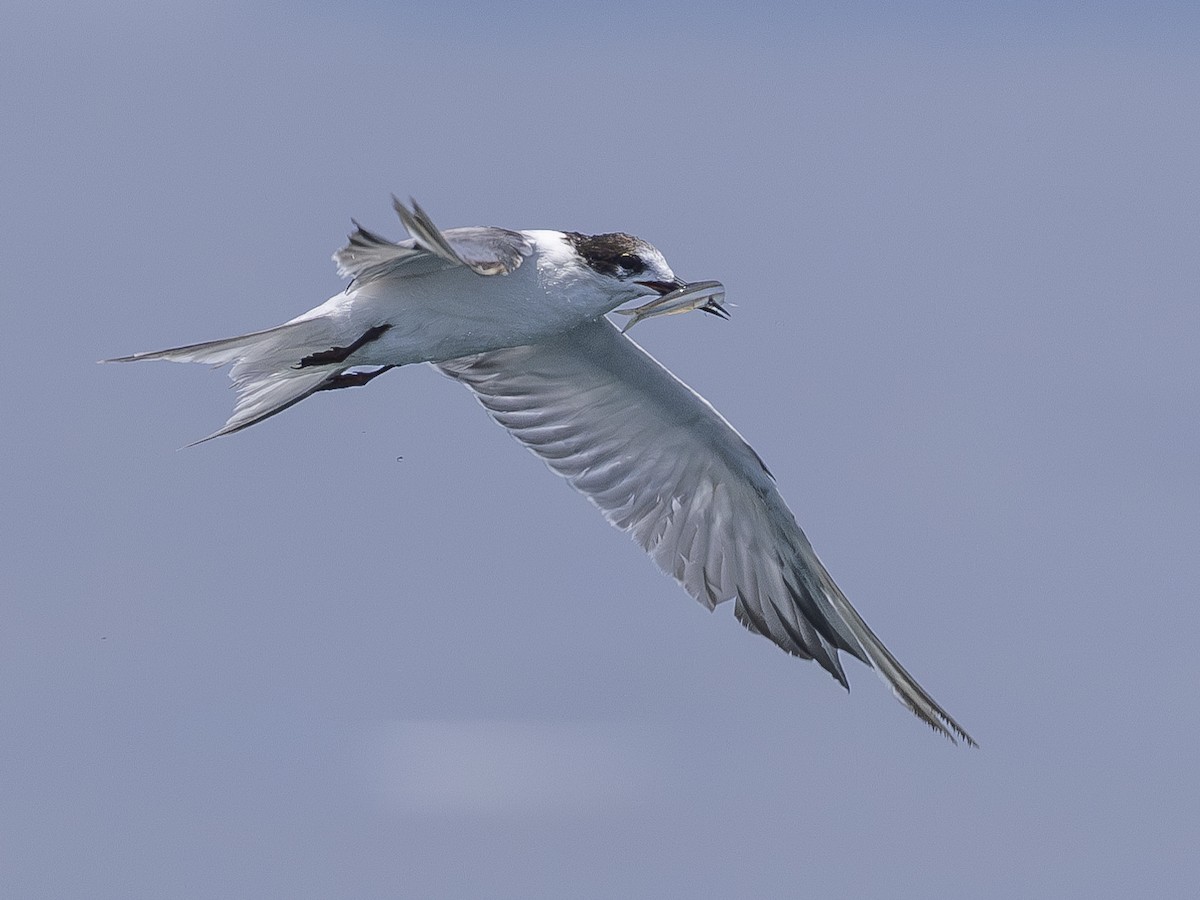 Common Tern - Charmain Ang