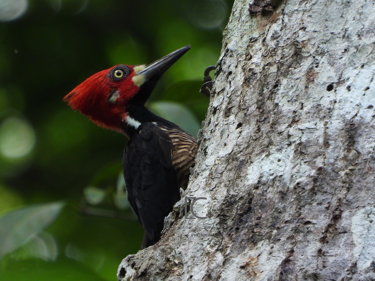 Crimson-crested Woodpecker - Freddy Jaraba Aldana