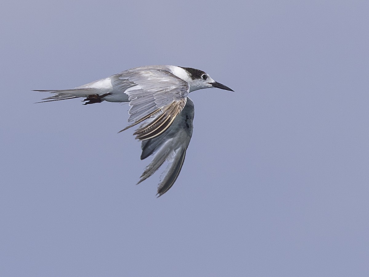 Common Tern - Charmain Ang