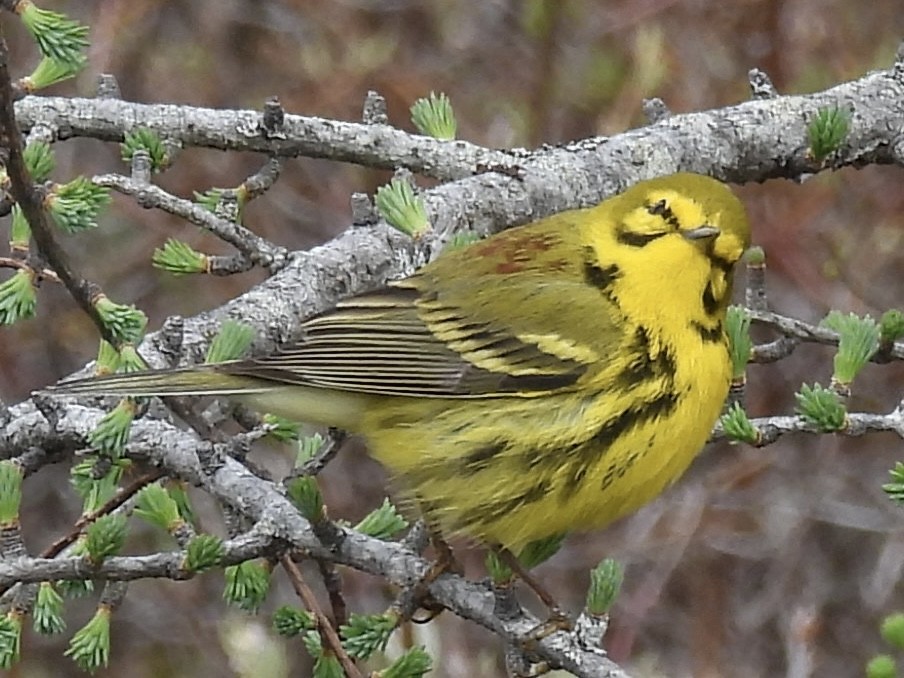 Prairie Warbler - ML618961935