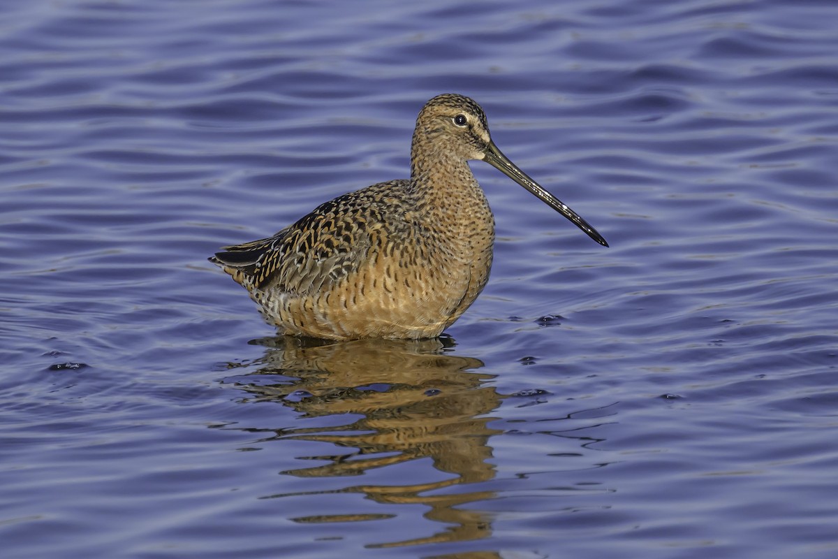 Long-billed Dowitcher - Vicki St Germaine