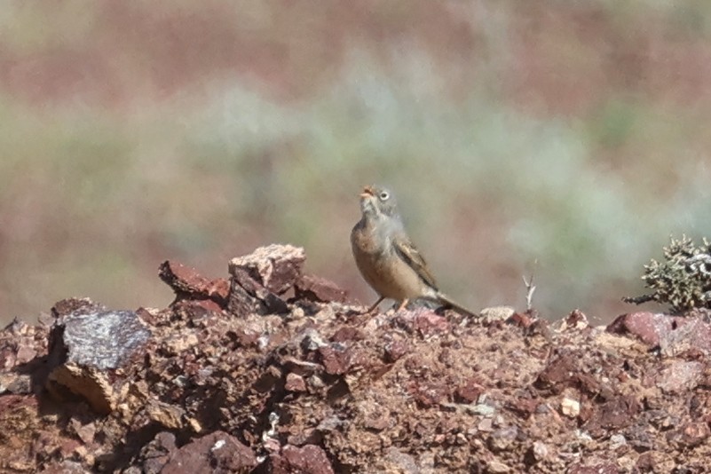 Gray-necked Bunting - Charley Hesse TROPICAL BIRDING