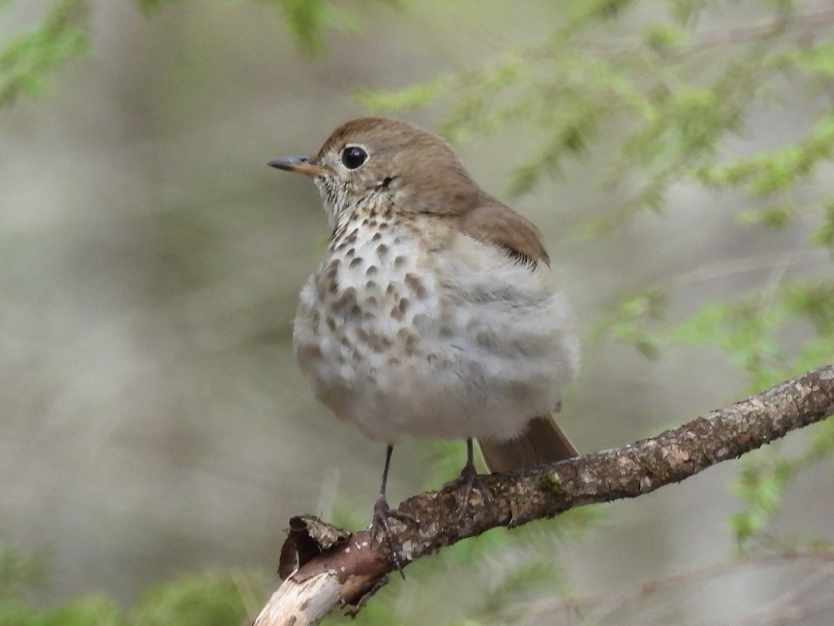 Hermit Thrush - Sal Cosmedy