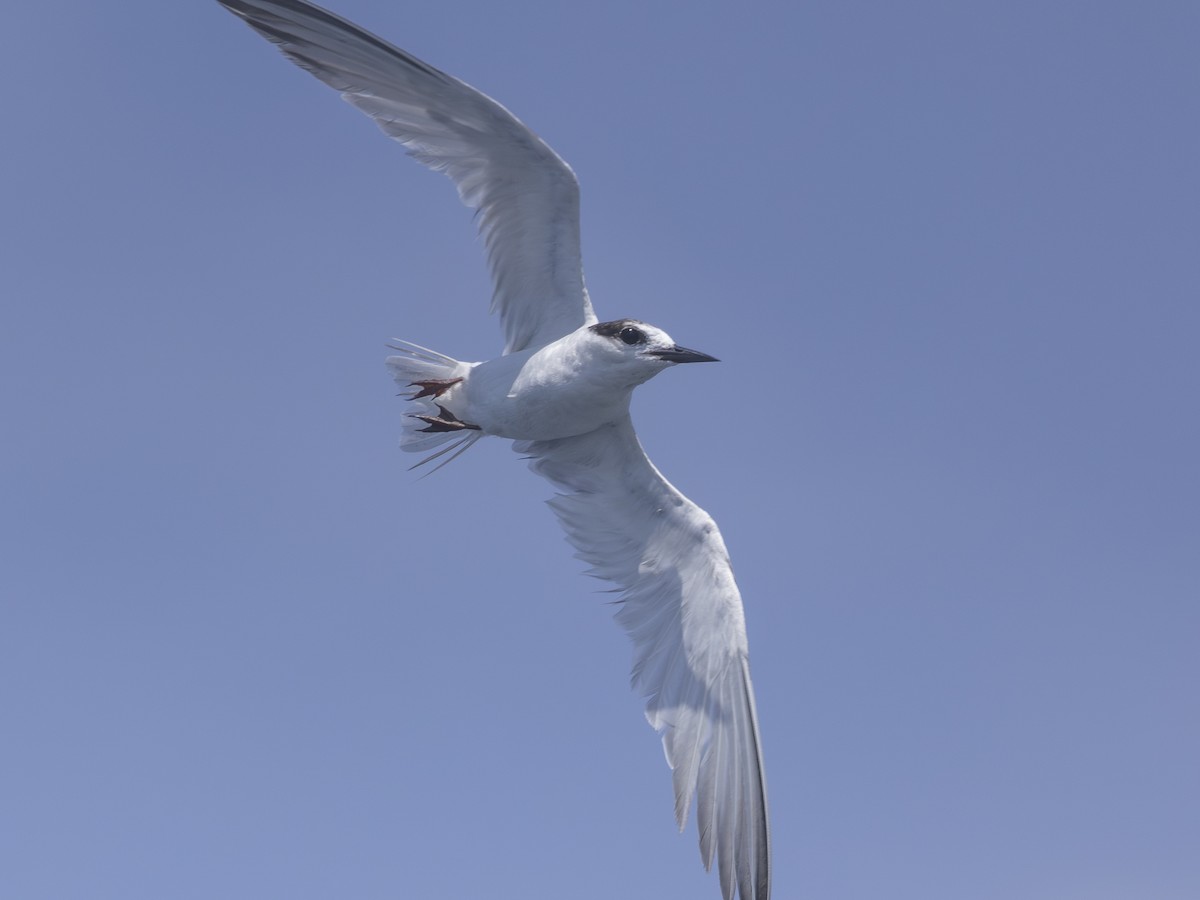 Common Tern - Charmain Ang