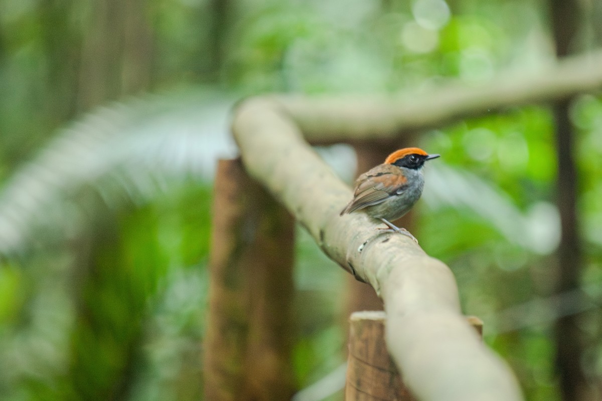 Black-cheeked Gnateater - Guto Magalhães