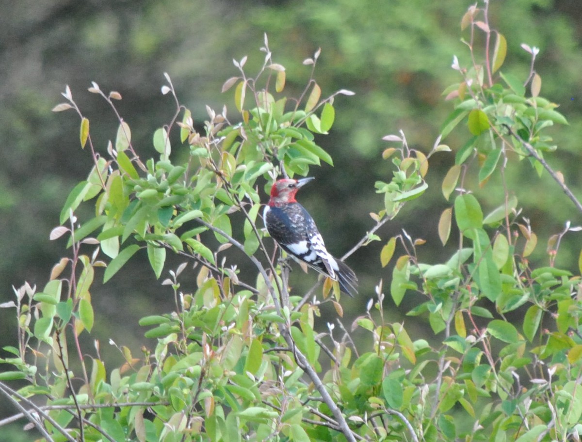 Red-headed Woodpecker - ML618961968