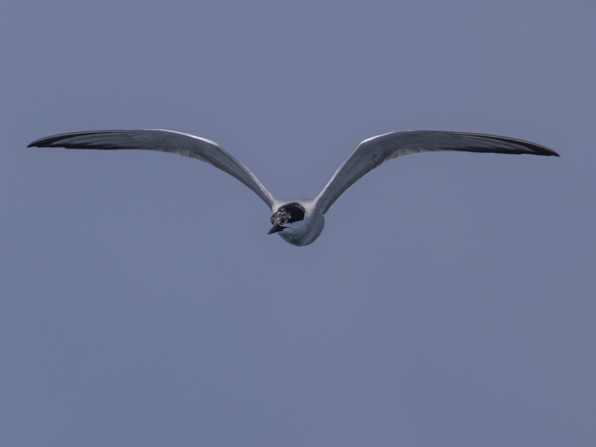 Common Tern - Charmain Ang