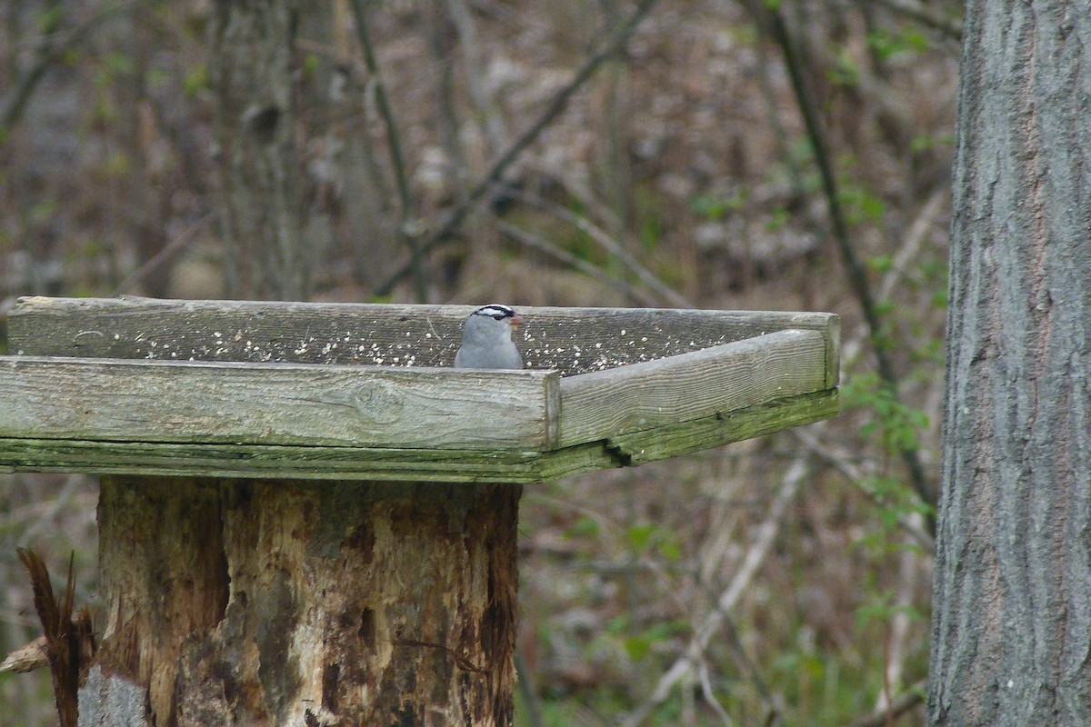 White-crowned Sparrow - Thaddeus Wilson